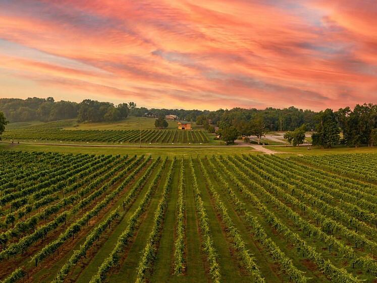 Picture of Arrington Vineyard