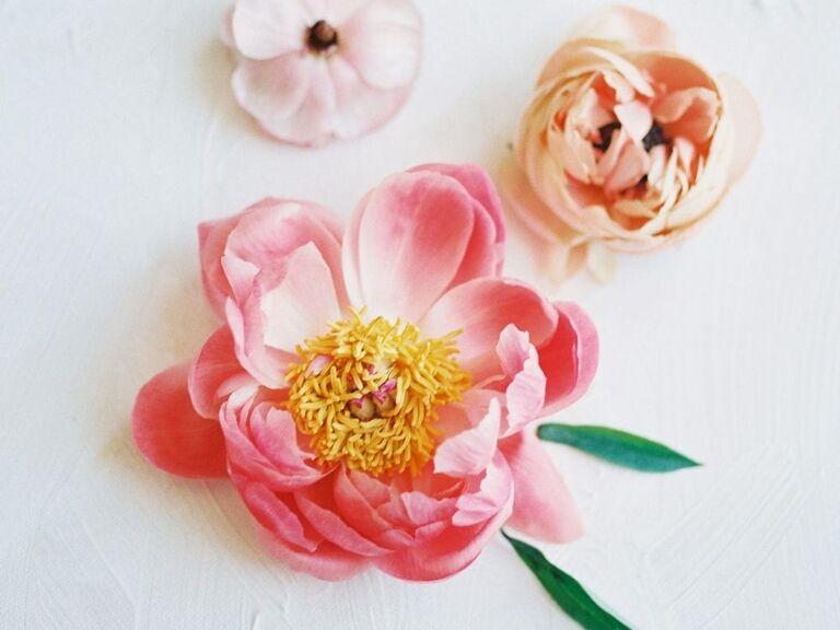 coral charm peony flower