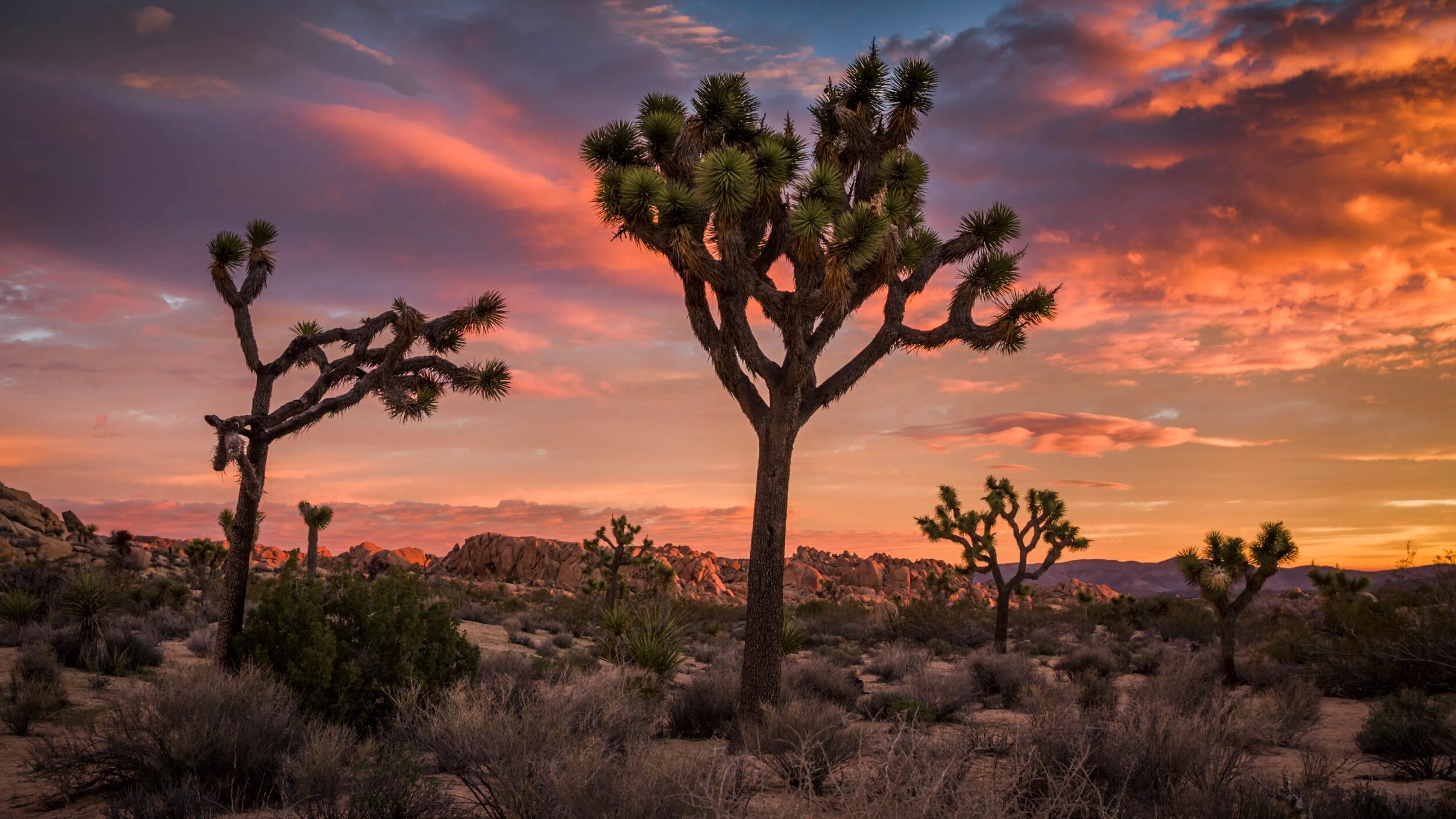 Picture of Joshua Tree National Park - Visitor Center