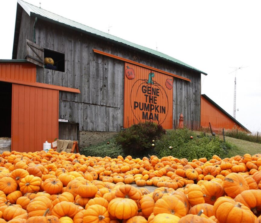 Picture of Gene The Pumpkin Man 