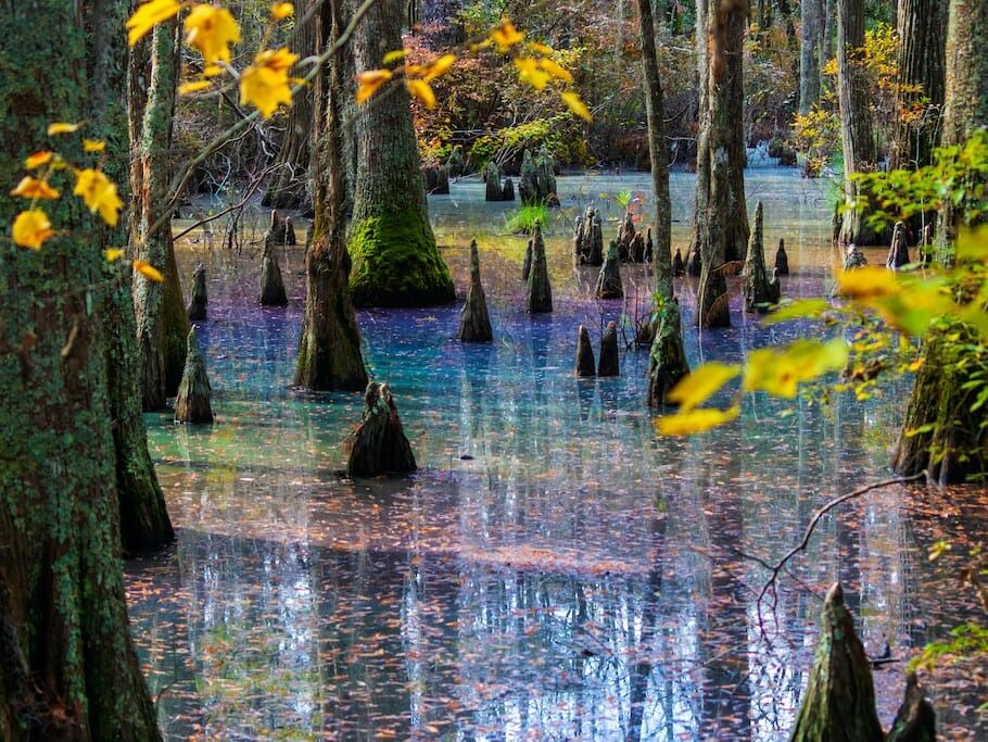 Picture of First Landing State Park