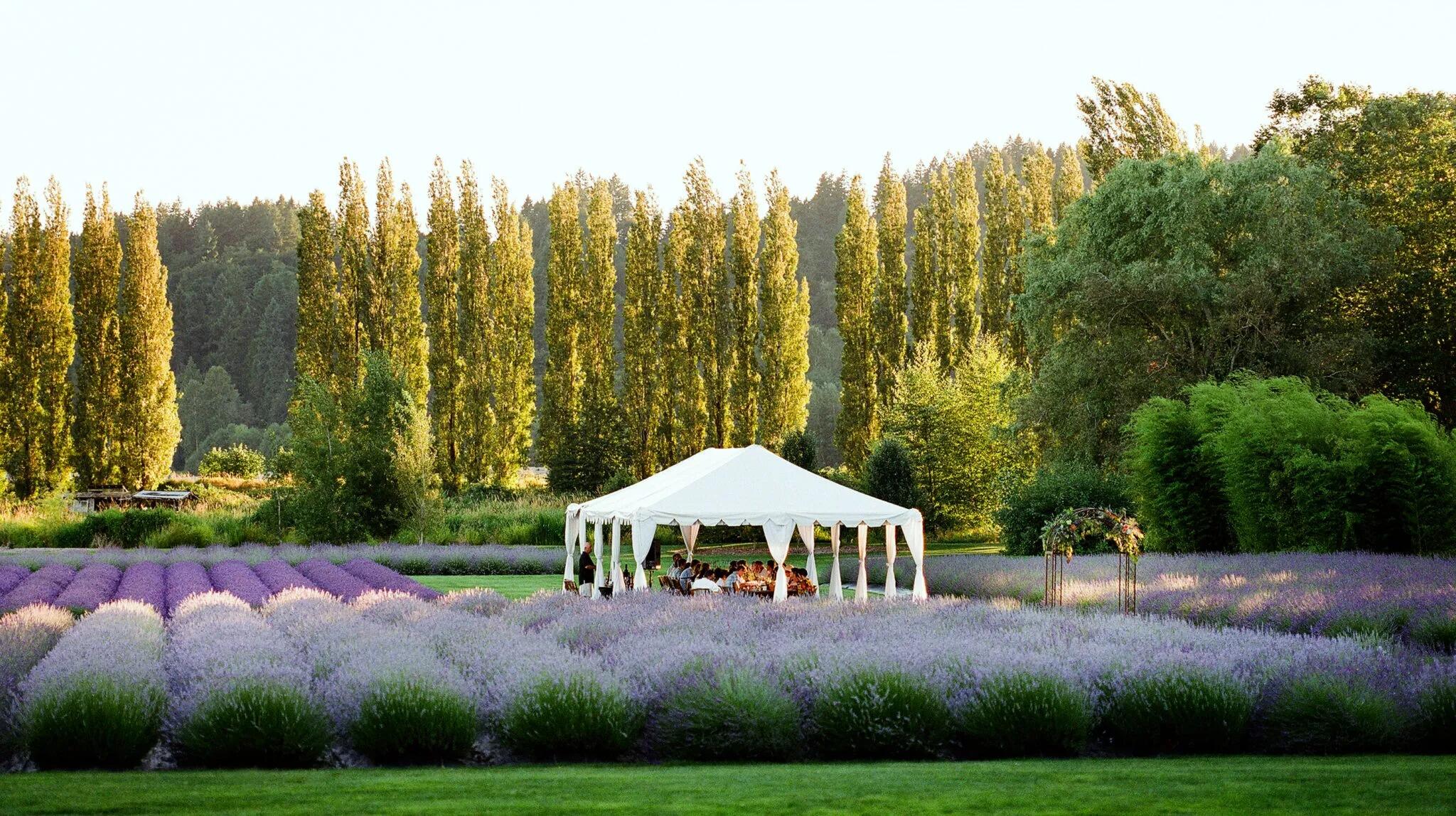 Picture of The Lavender Farm and Flower Market