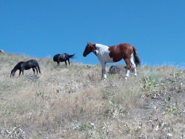 Picture of Wild Horse Island State Park