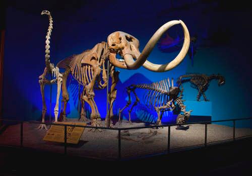 Picture of Milwaukee Public Museum