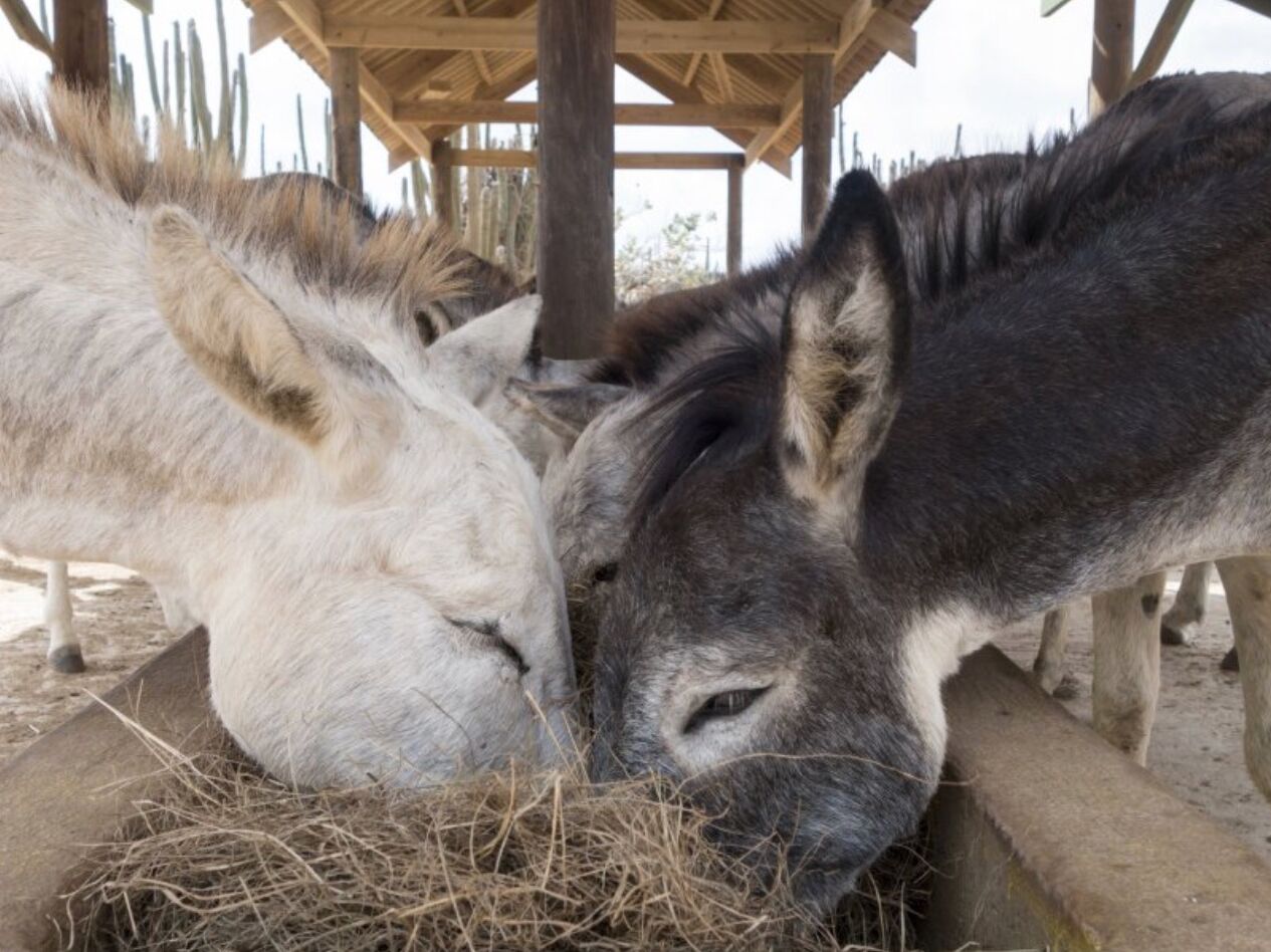 Picture of Donkey Sanctuary