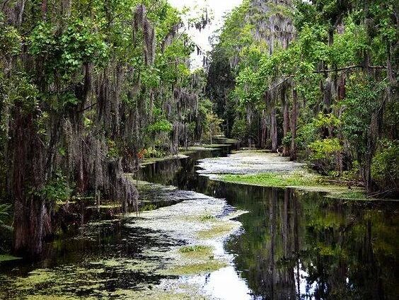 Picture of Swamp Tour Anyone?