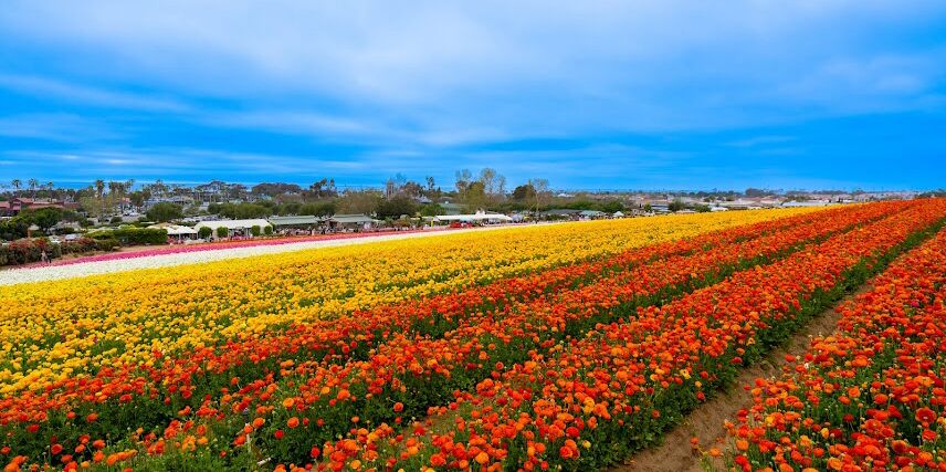Picture of The Flower Fields