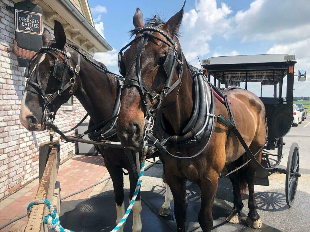 Picture of AAA Buggy Rides
