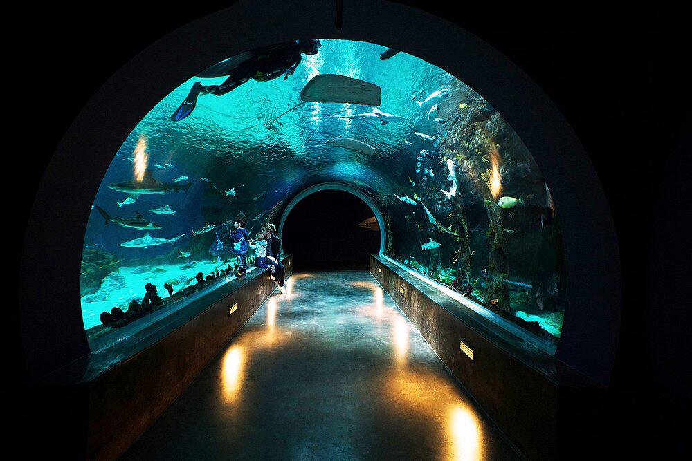 Picture of Loveland Living Planet Aquarium