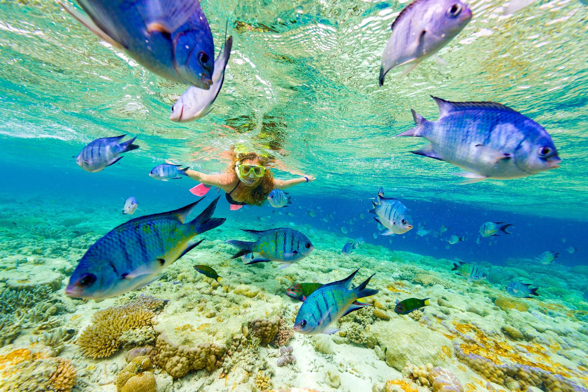 Picture of 🐠 Great Barrier Reef