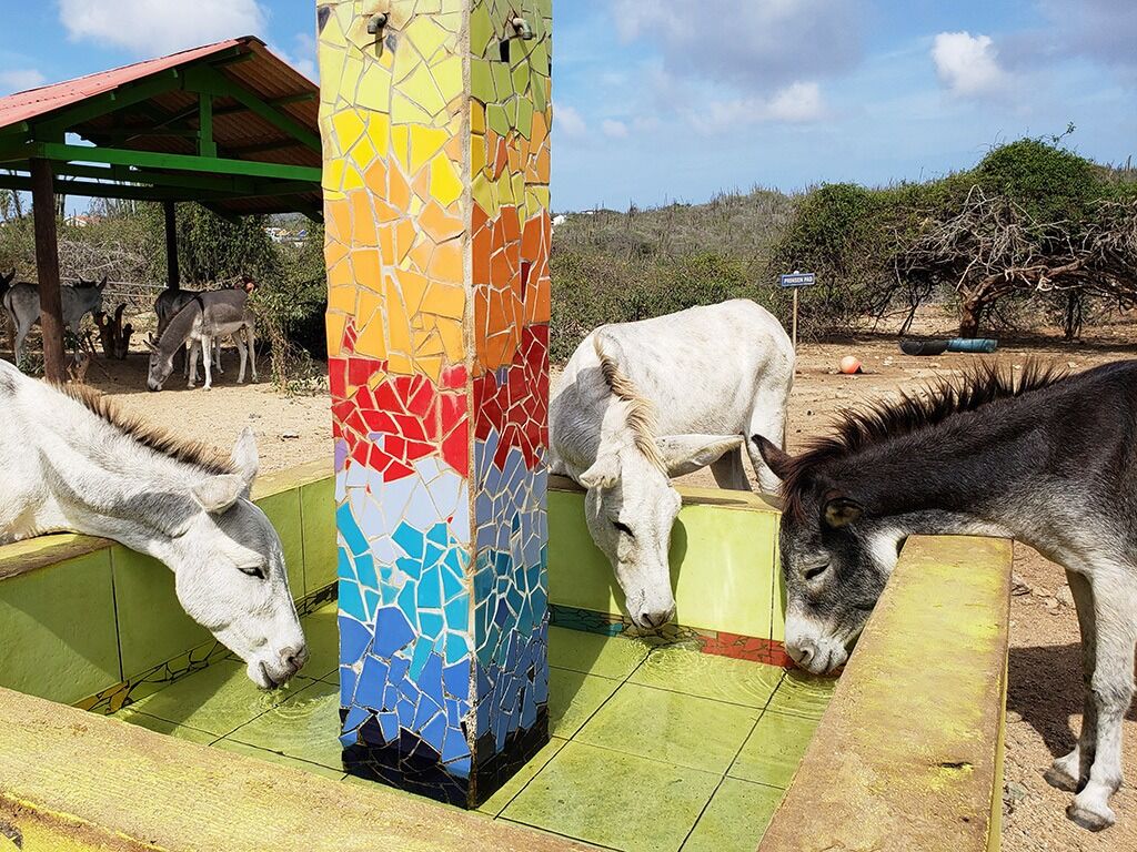 Picture of Donkey Sanctuary Aruba
