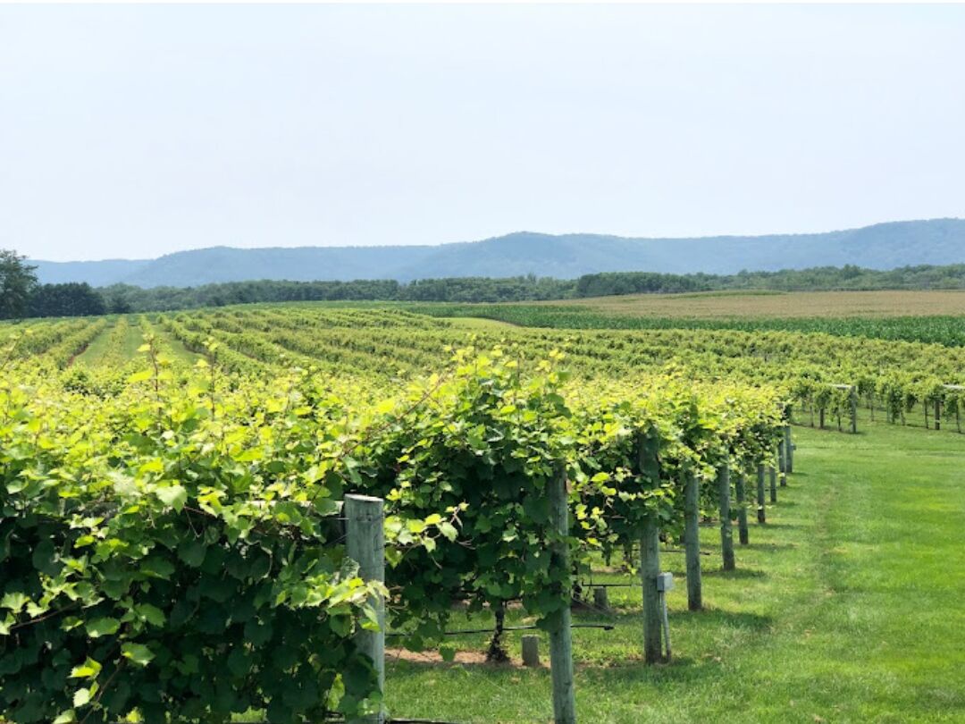 Picture of Elmaro Vineyard