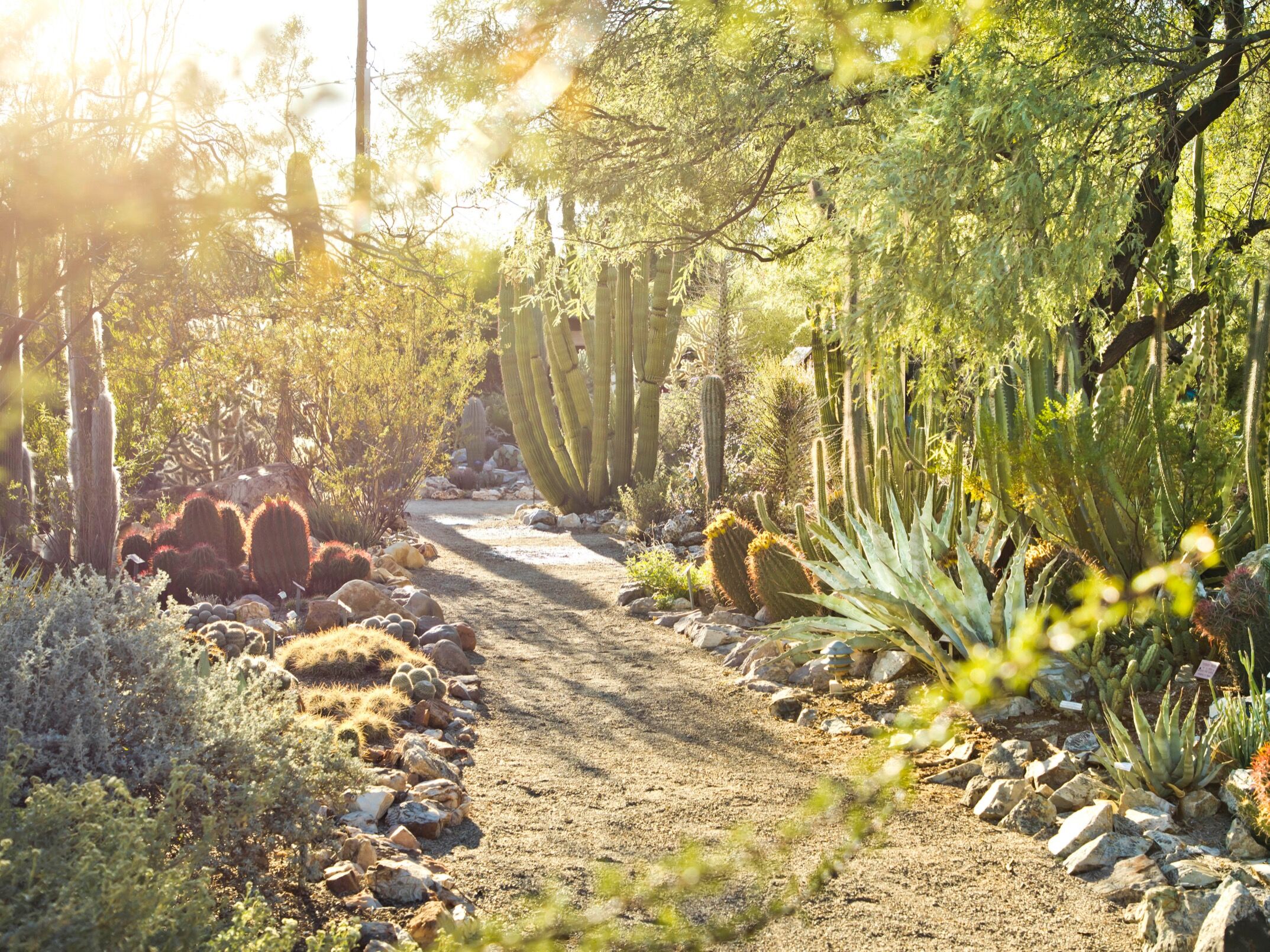 Picture of Tucson Botanical Gardens