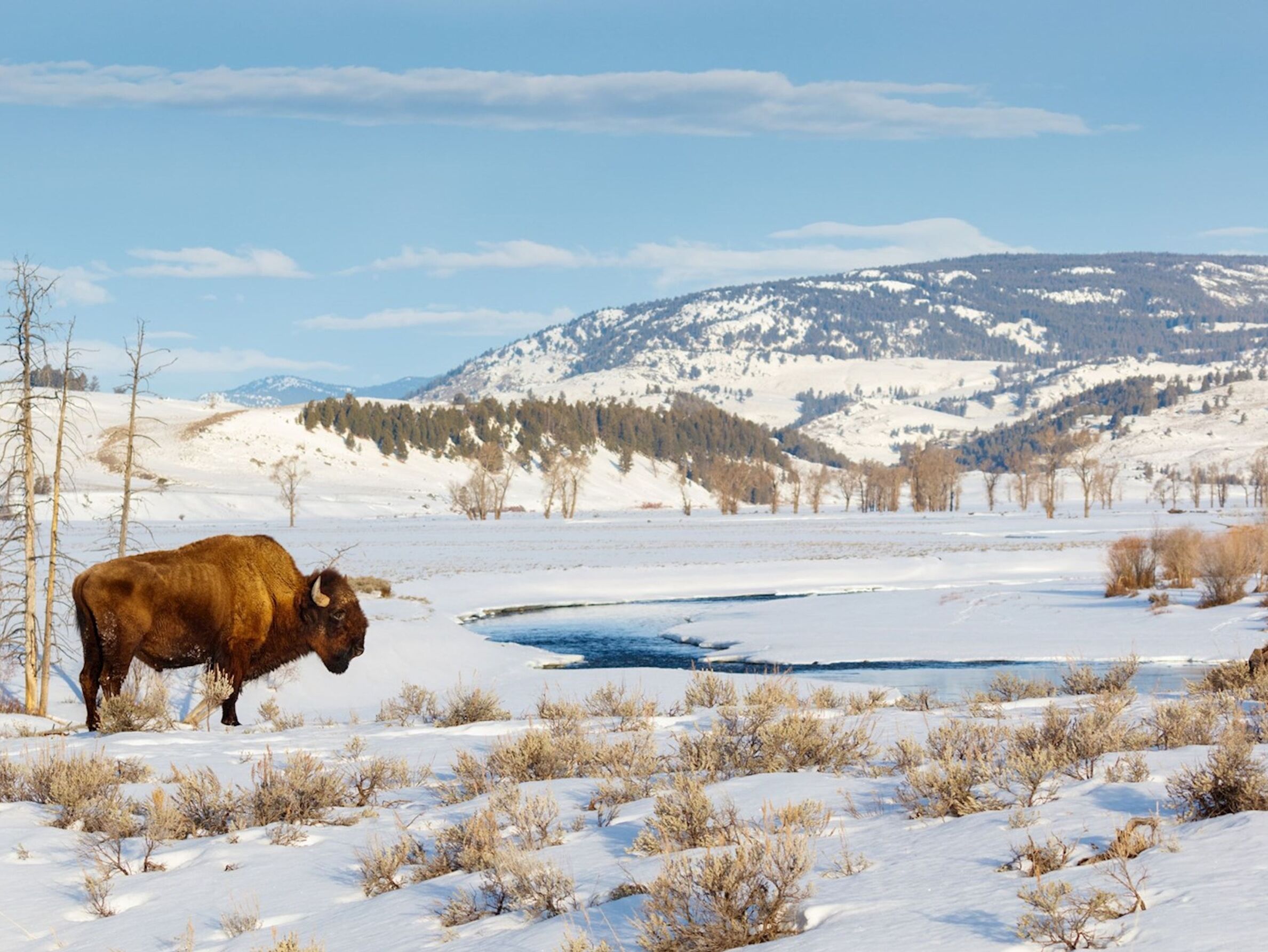 Picture of Yellowstone National Park