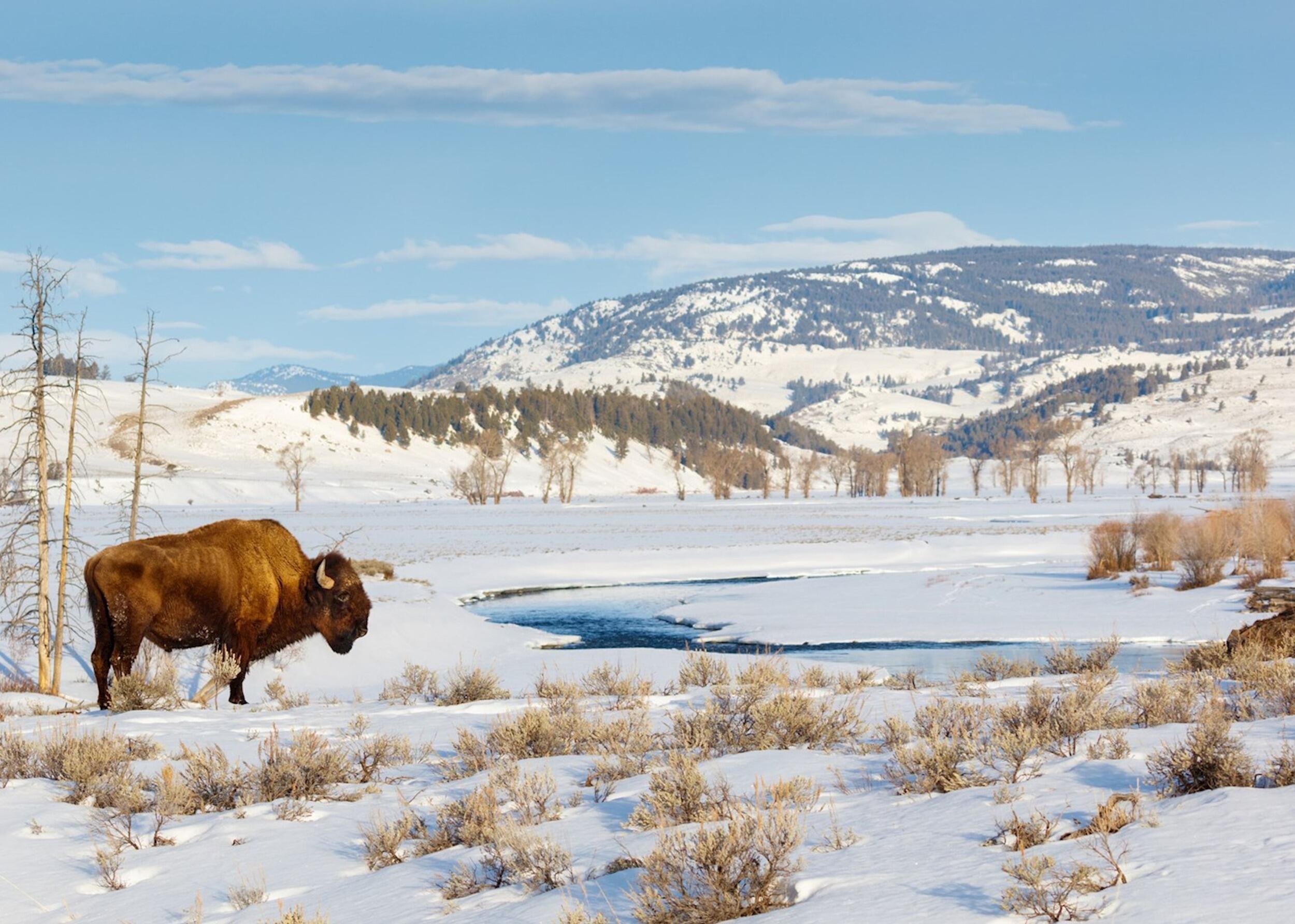 Picture of Yellowstone National Park