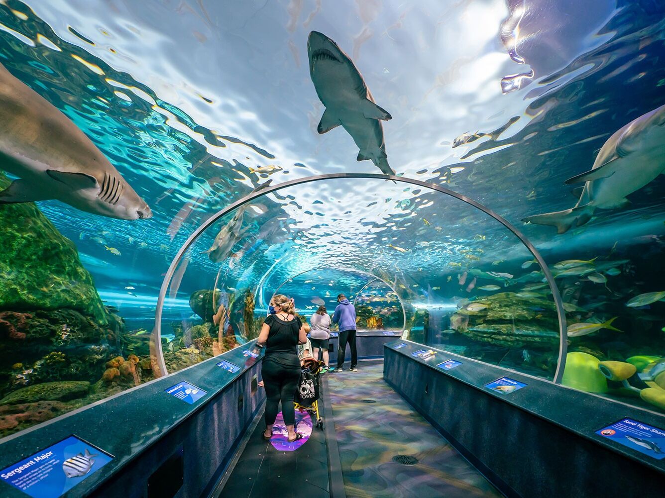 Picture of Ripley's Aquarium of Canada