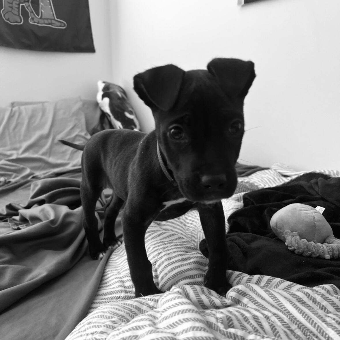 Picture of Meet Maverick!