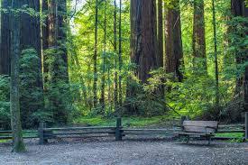 Picture of Henry Cowell Redwoods State Park
