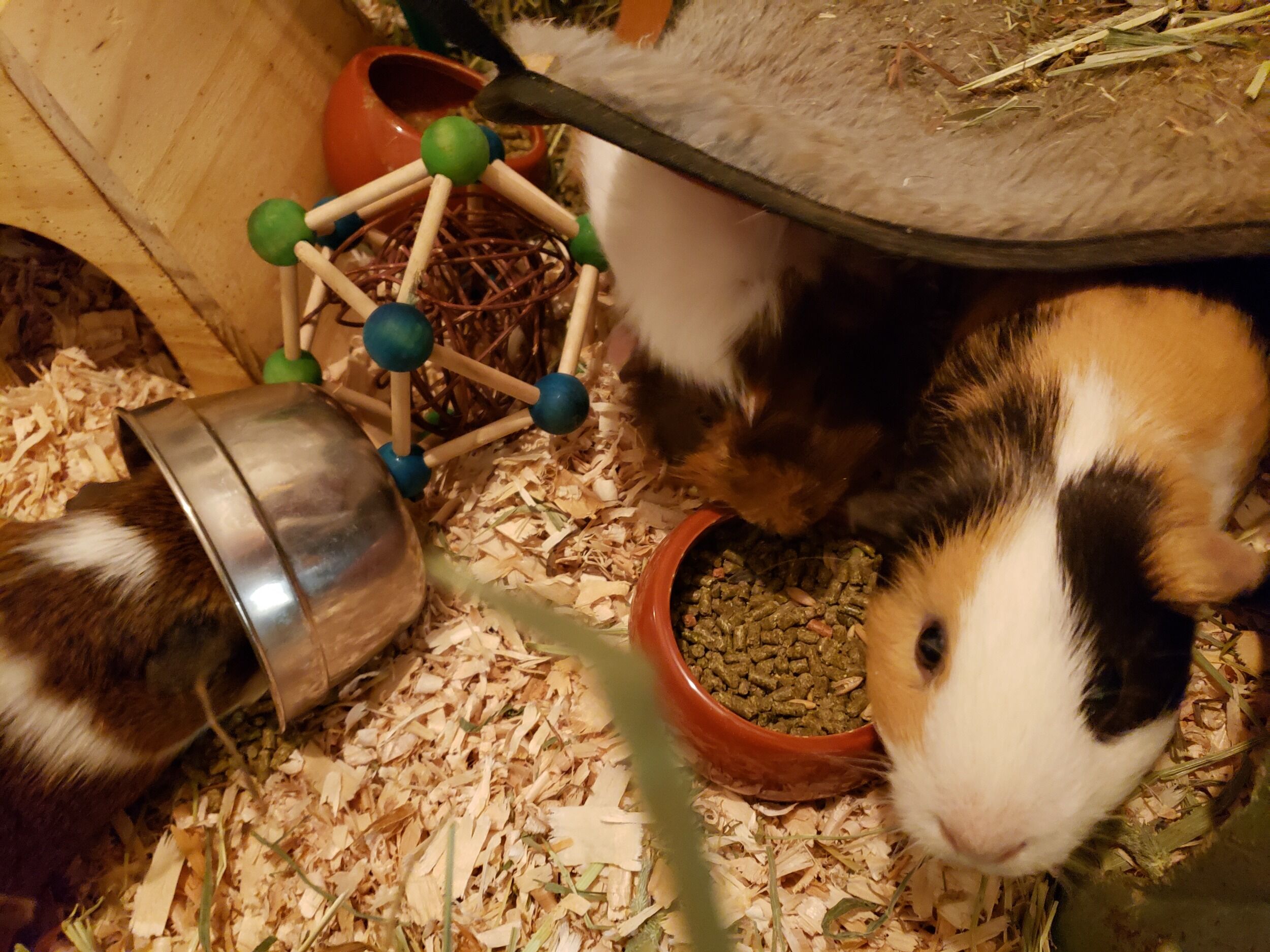 Picture of It all started with the Guinea Pigs.....