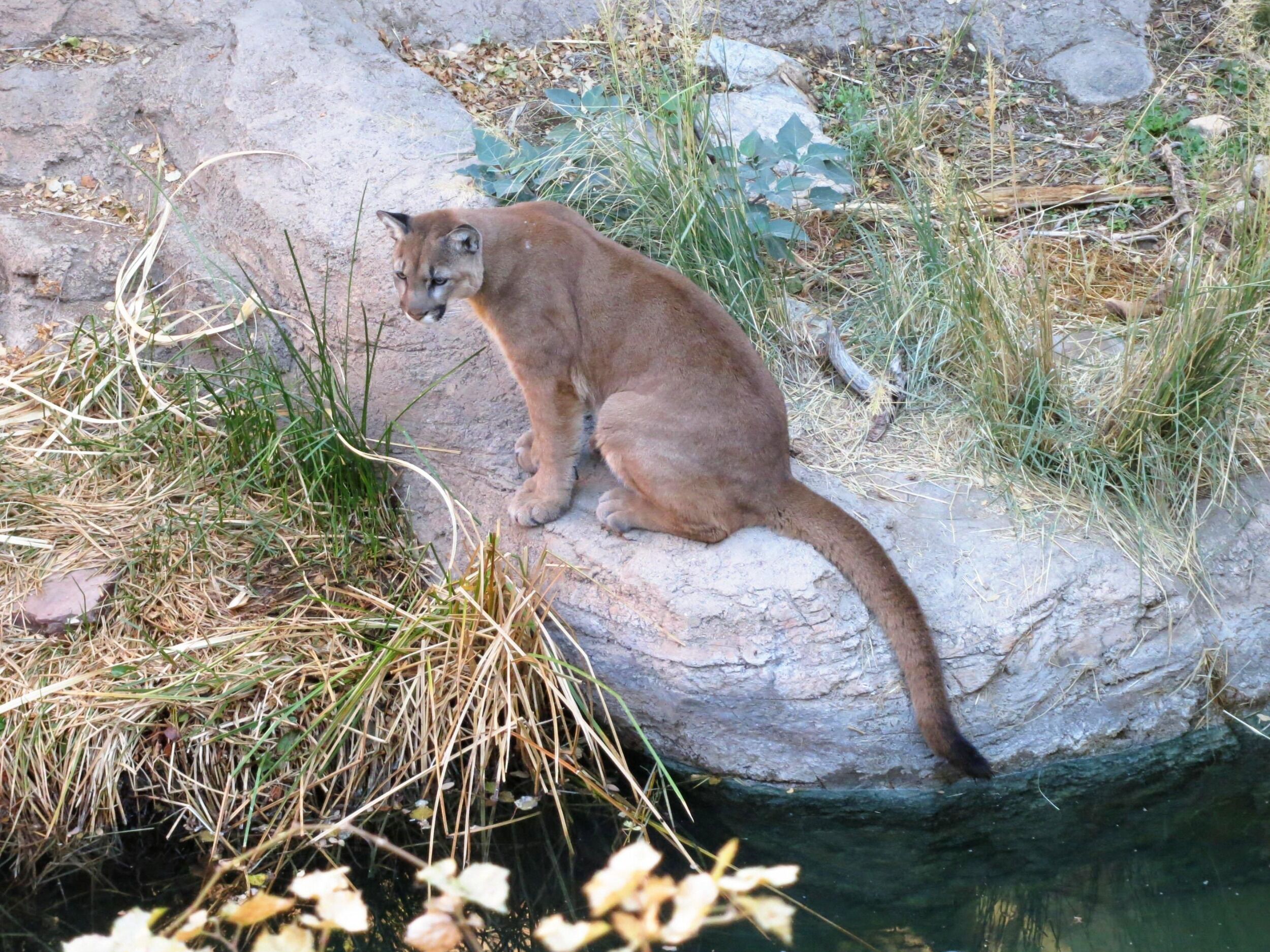 Picture of Arizona-Sonora Desert Museum