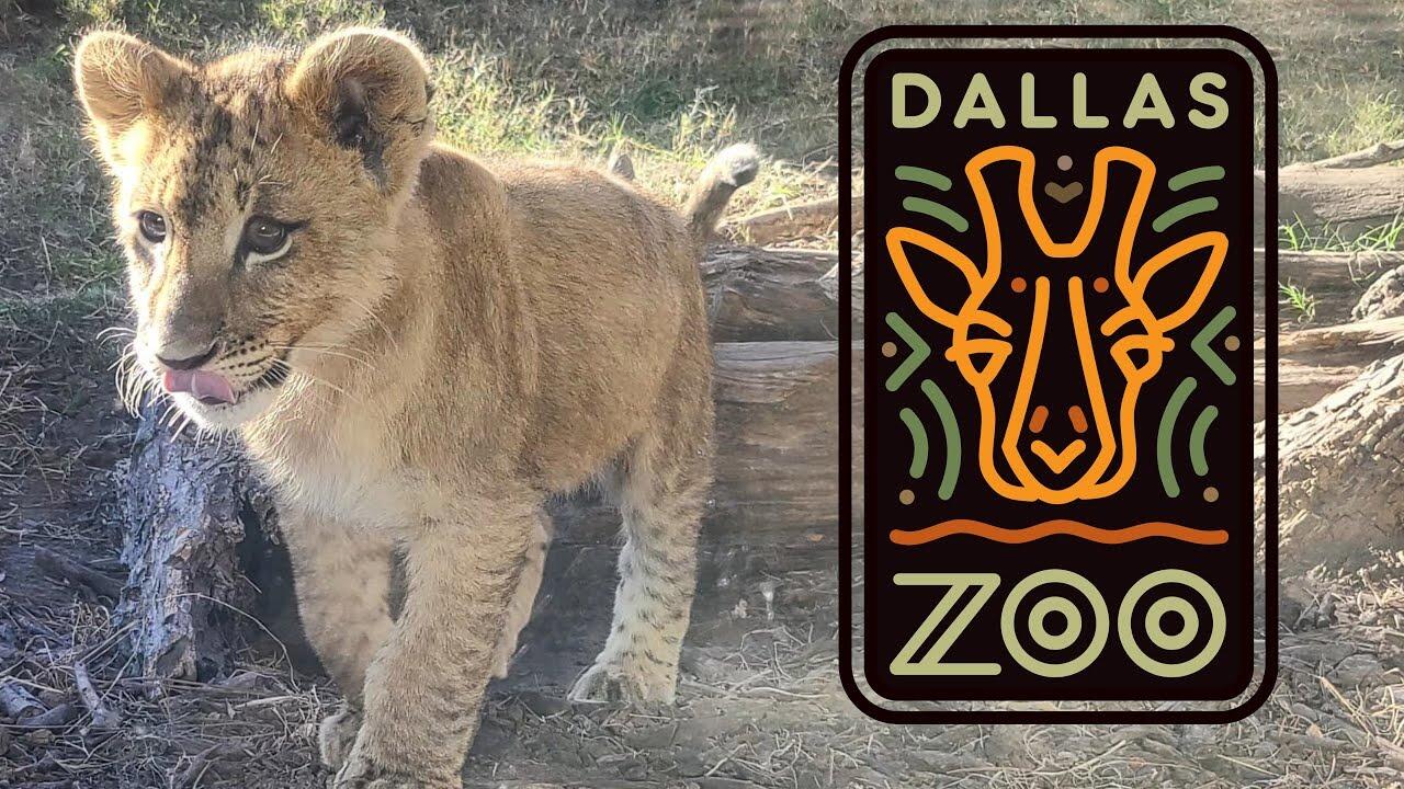 Picture of Dallas Zoo