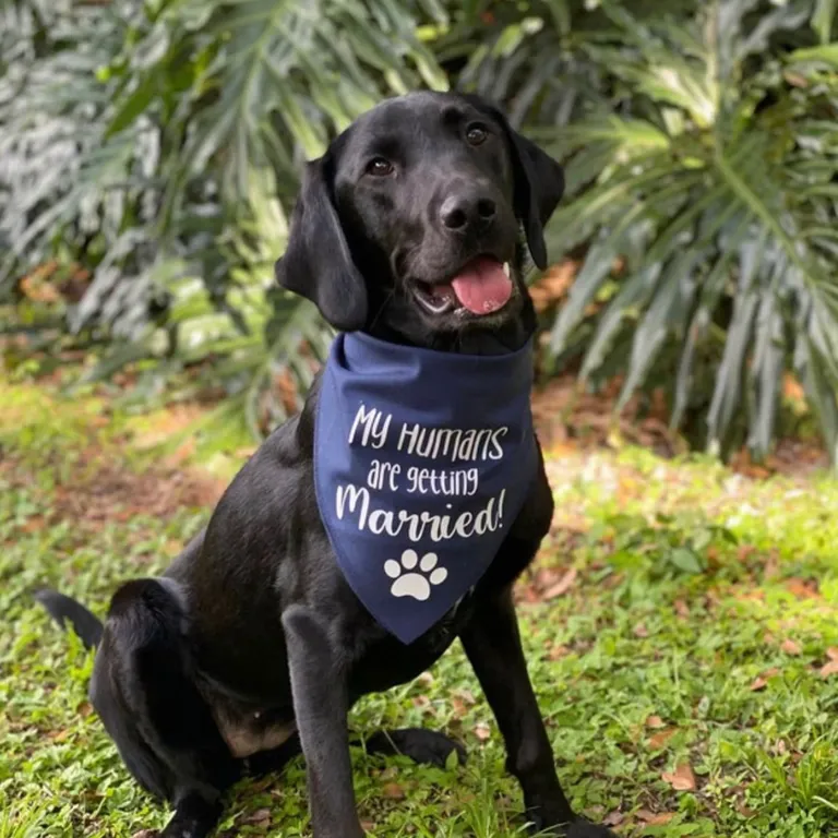 My Humans are getting Married! Blue Dog Bandana for Engagement Photos
