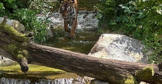 Picture of Nashville Zoo at Grassmere