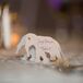 Elephant escort cards with the guest's name and table number were written in purple ink.