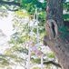 Aerial Silk Performer in White Outfit Suspended From Large Tree in Maui, Hawaii