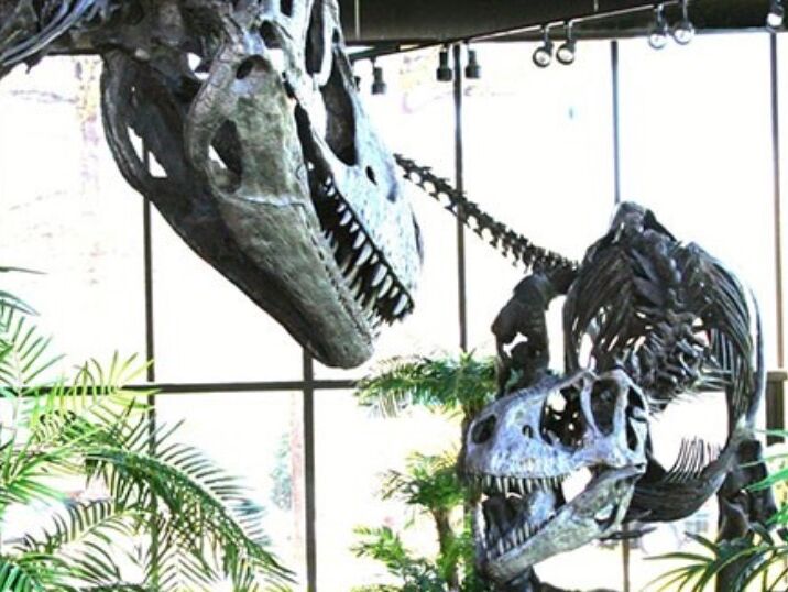 Picture of Rocky Mountain Dinosaur Resource Center