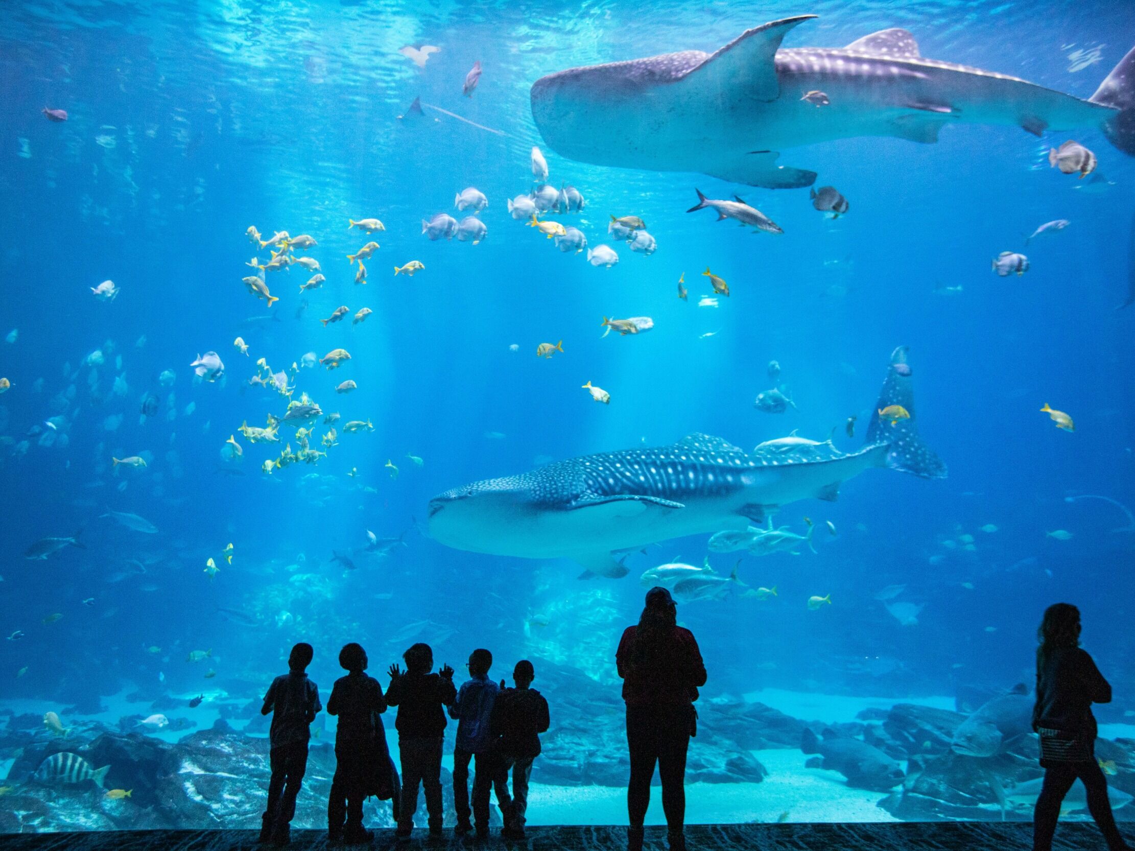 Picture of Georgia Aquarium