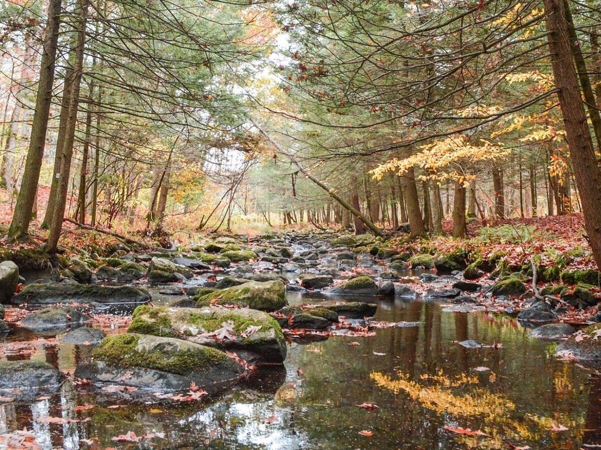 Picture of Stokes State Forest