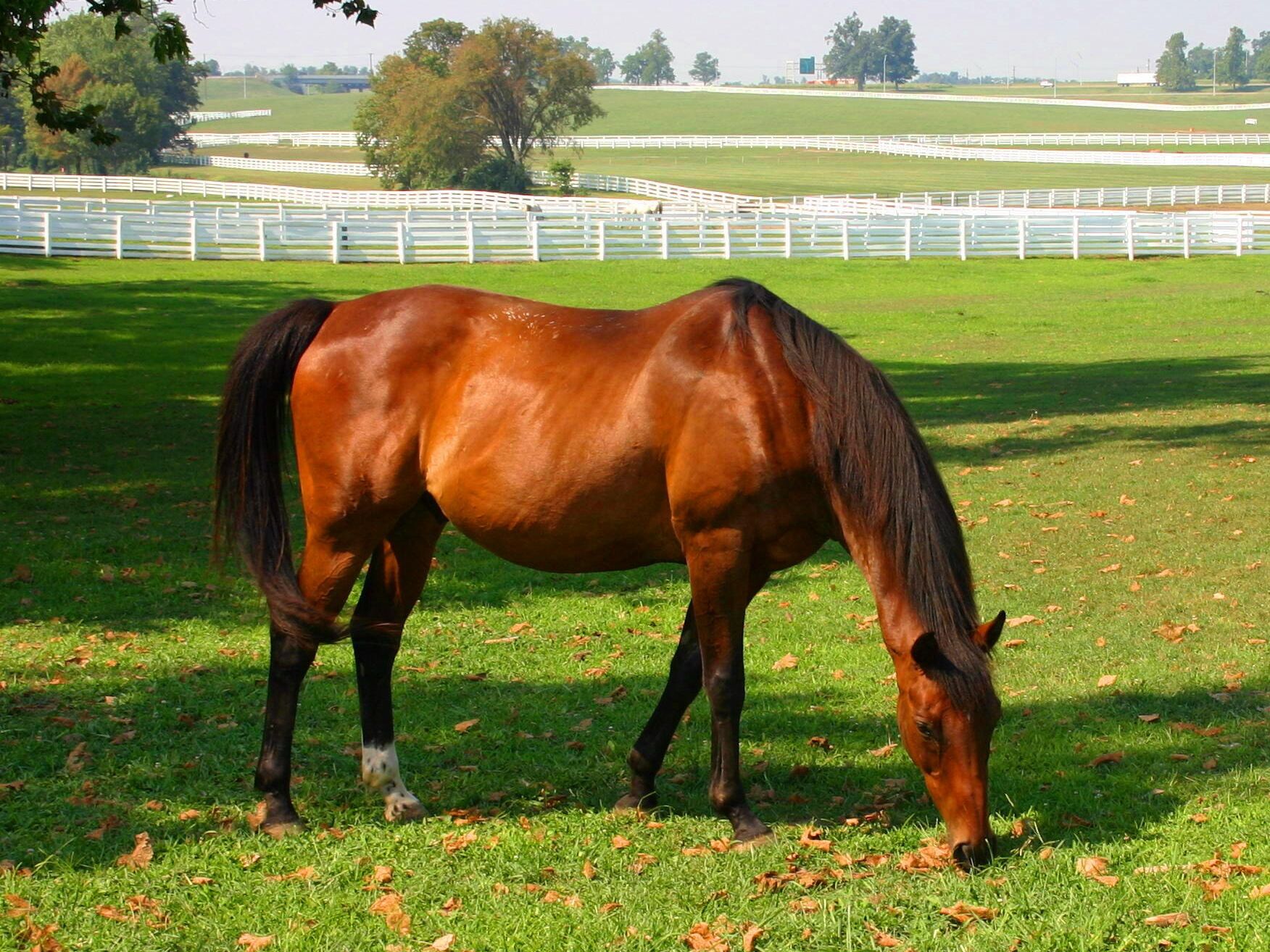 Picture of Kentucky Horse Park