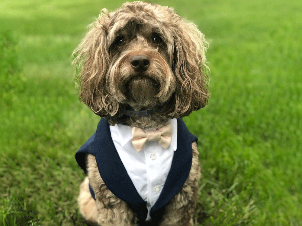 White Ring Bearer Dog Collar and Leash