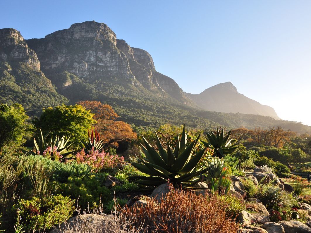 Picture of Kirstenbosch National Botanical Garden
