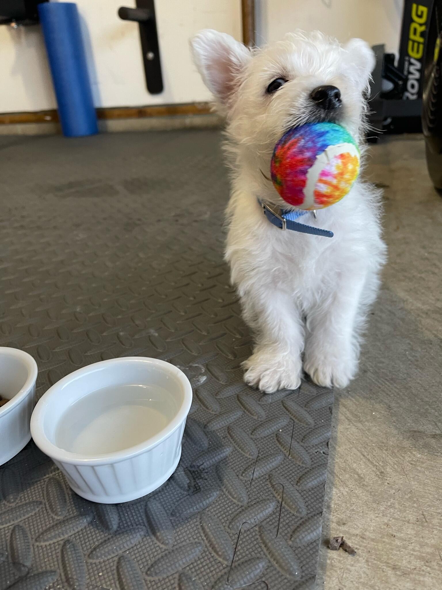and soon after that, adopted their pride and joy, Oscar 