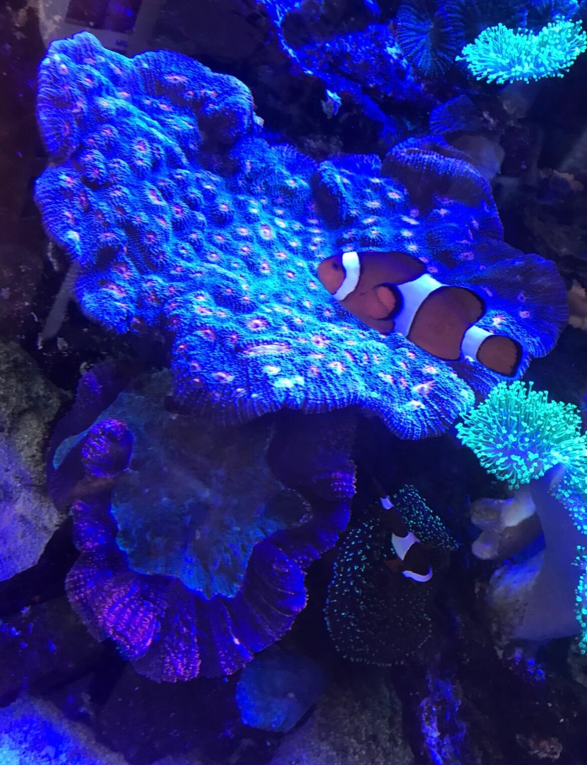Picture of Wonders Of Wildlife National Museum & Aquarium