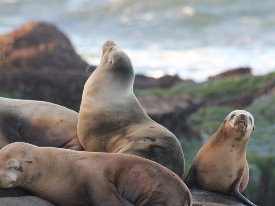 Picture of La Jolla Cove