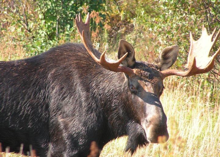 Picture of Moose Watching Tour