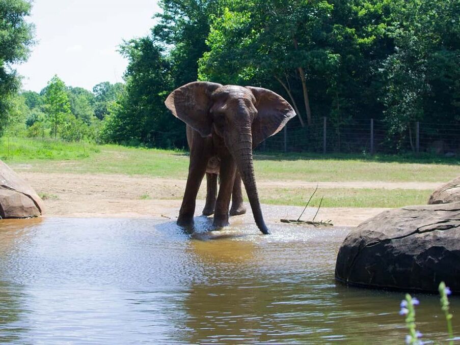 Picture of North Carolina Zoo