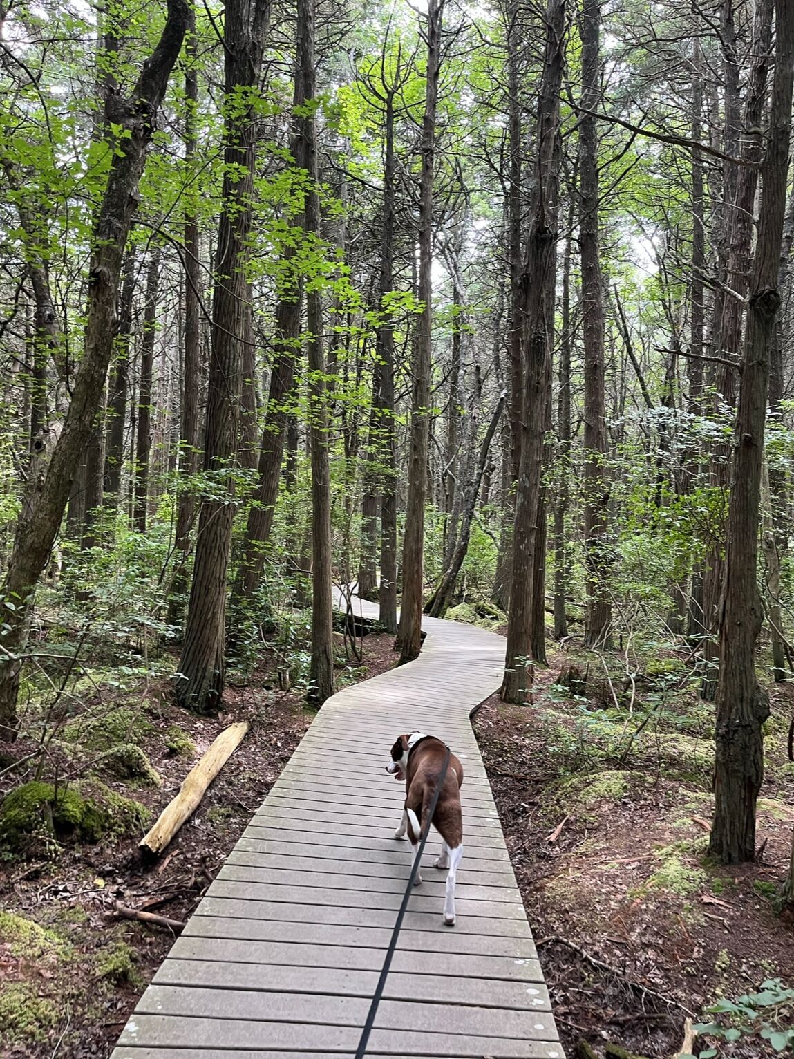 Picture of White Cedar Swamp Trail