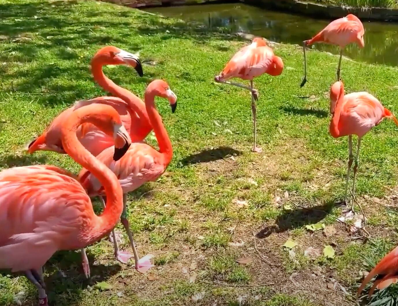 Picture of Birmingham Zoo