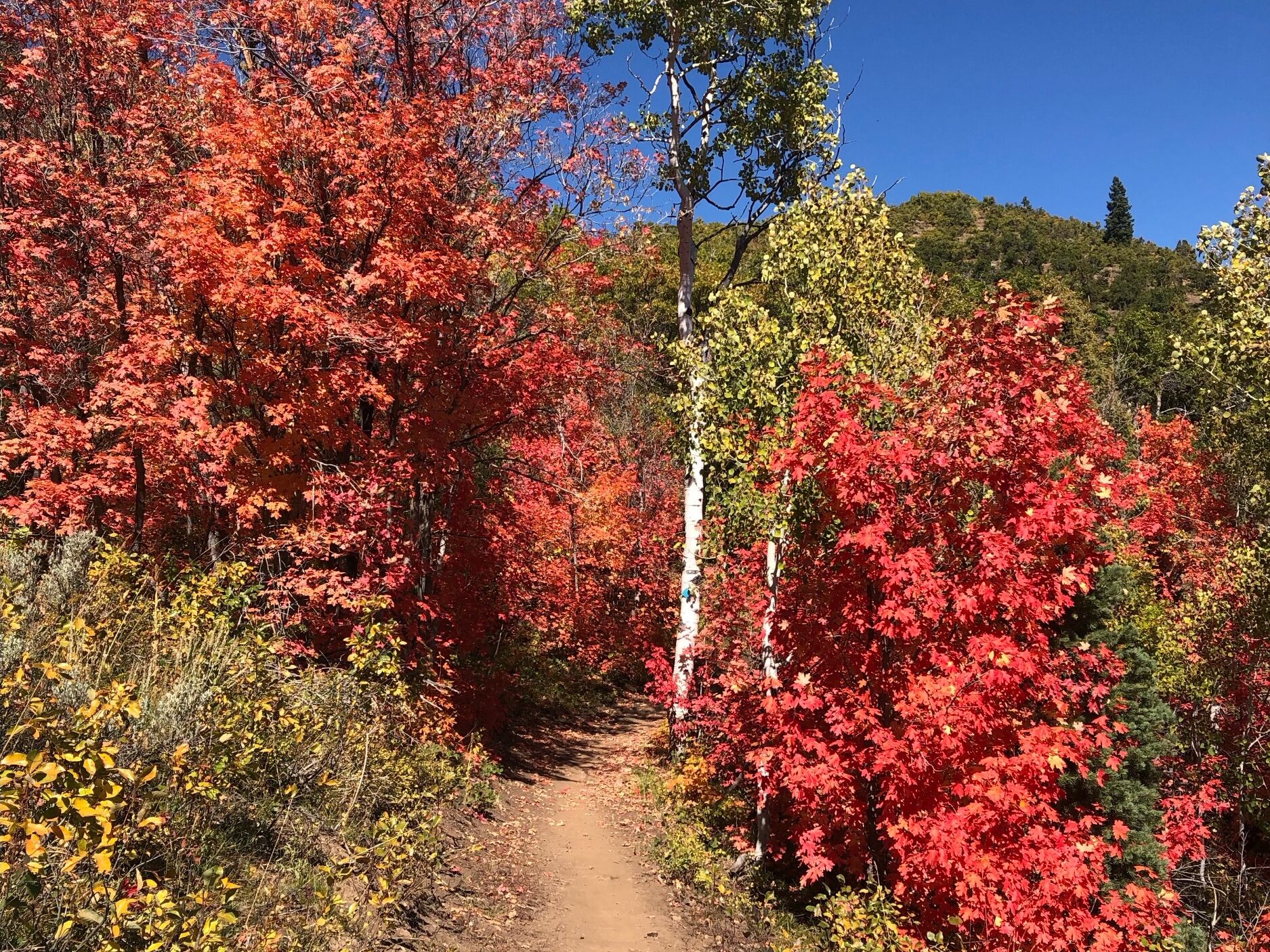 Picture of Exploring Park City
