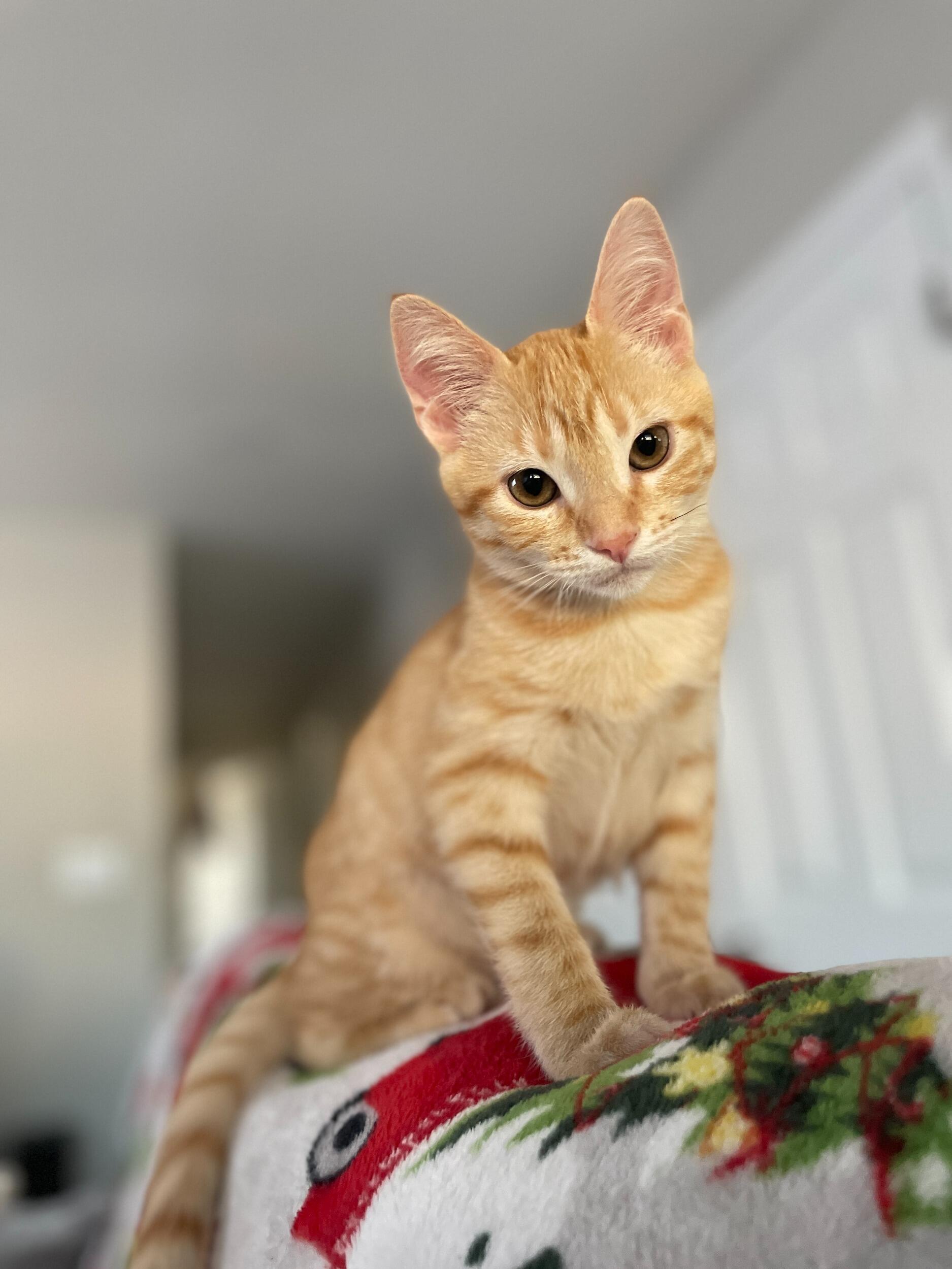 Second furbaby, Charlie.