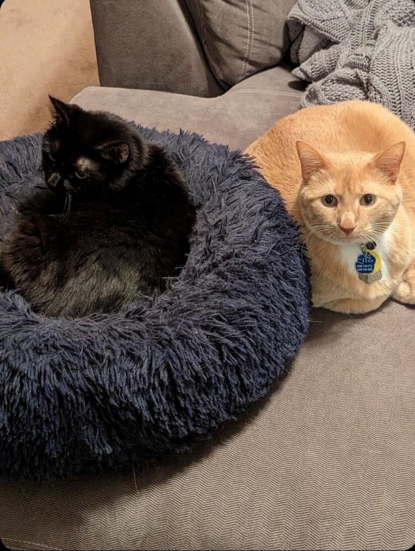 Clio and Olive move into Ricky's condo and start causing chaos.  Stasia moves in shortly after.  The chaos intensifies! 