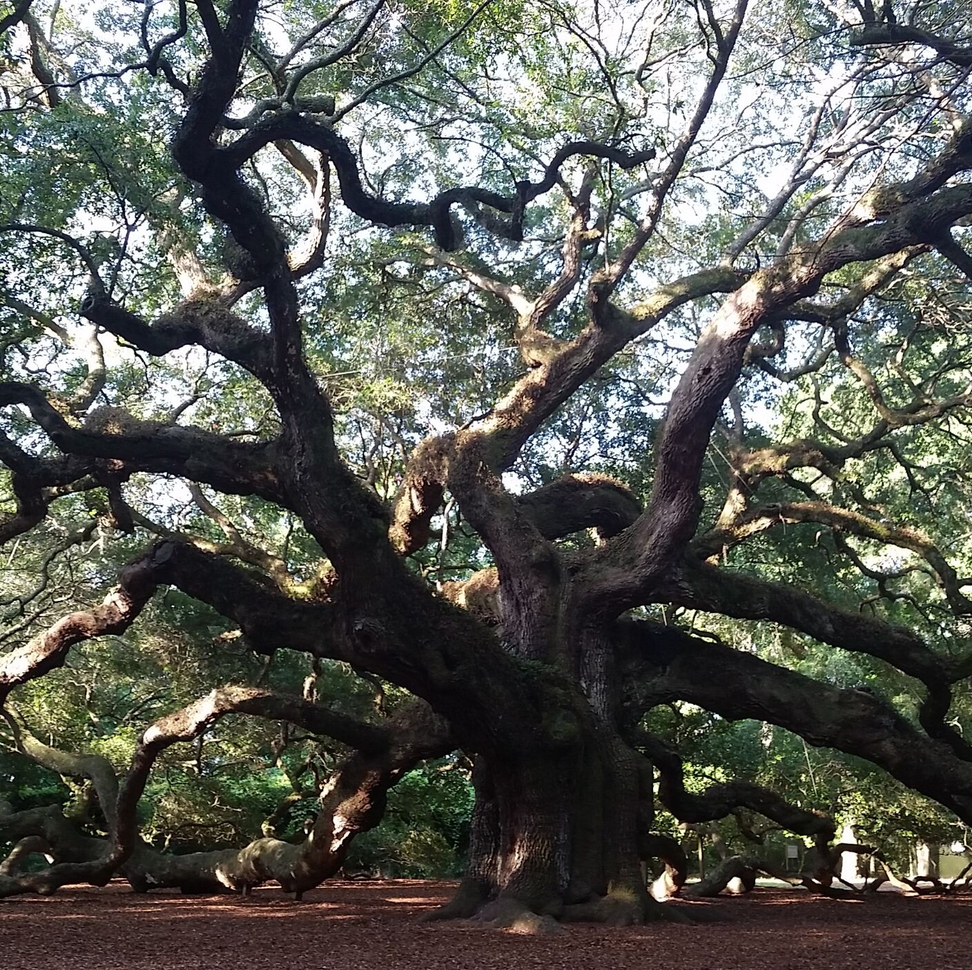 Picture of Angel Oak Tree