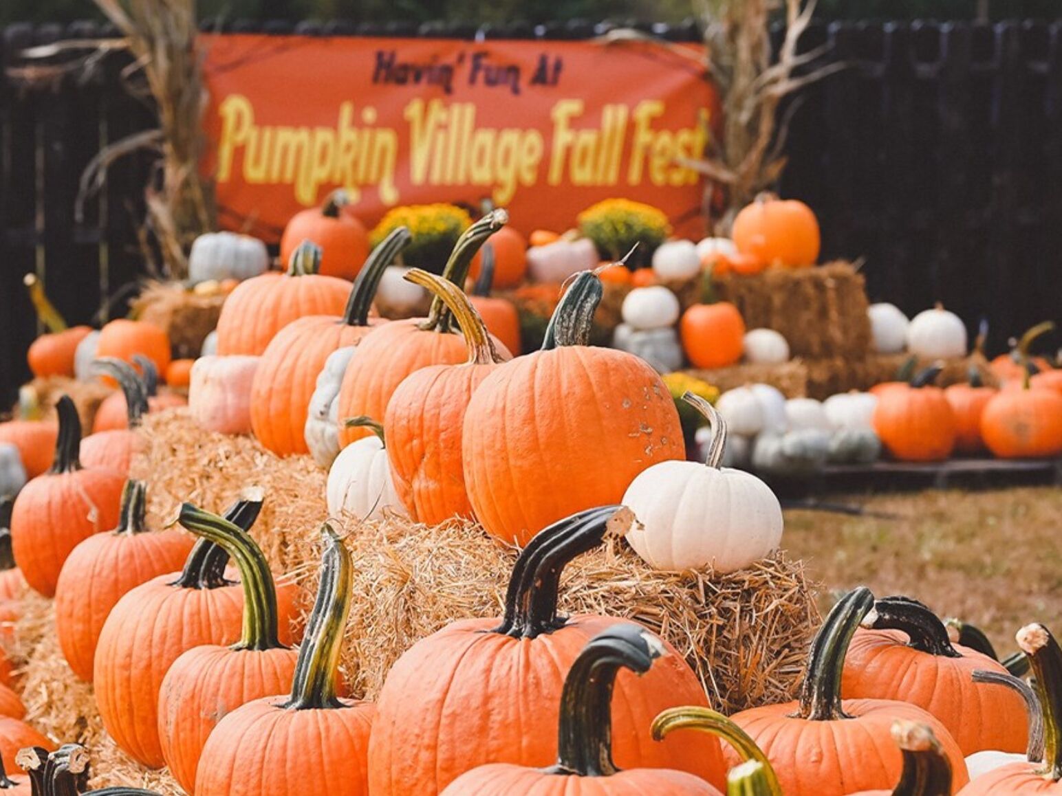 Picture of Pumpkin Village Fall Fest
