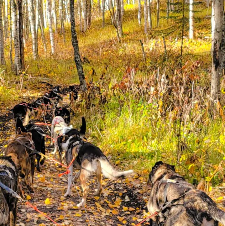 Picture of Dog Sledding with Snowhook Adventures