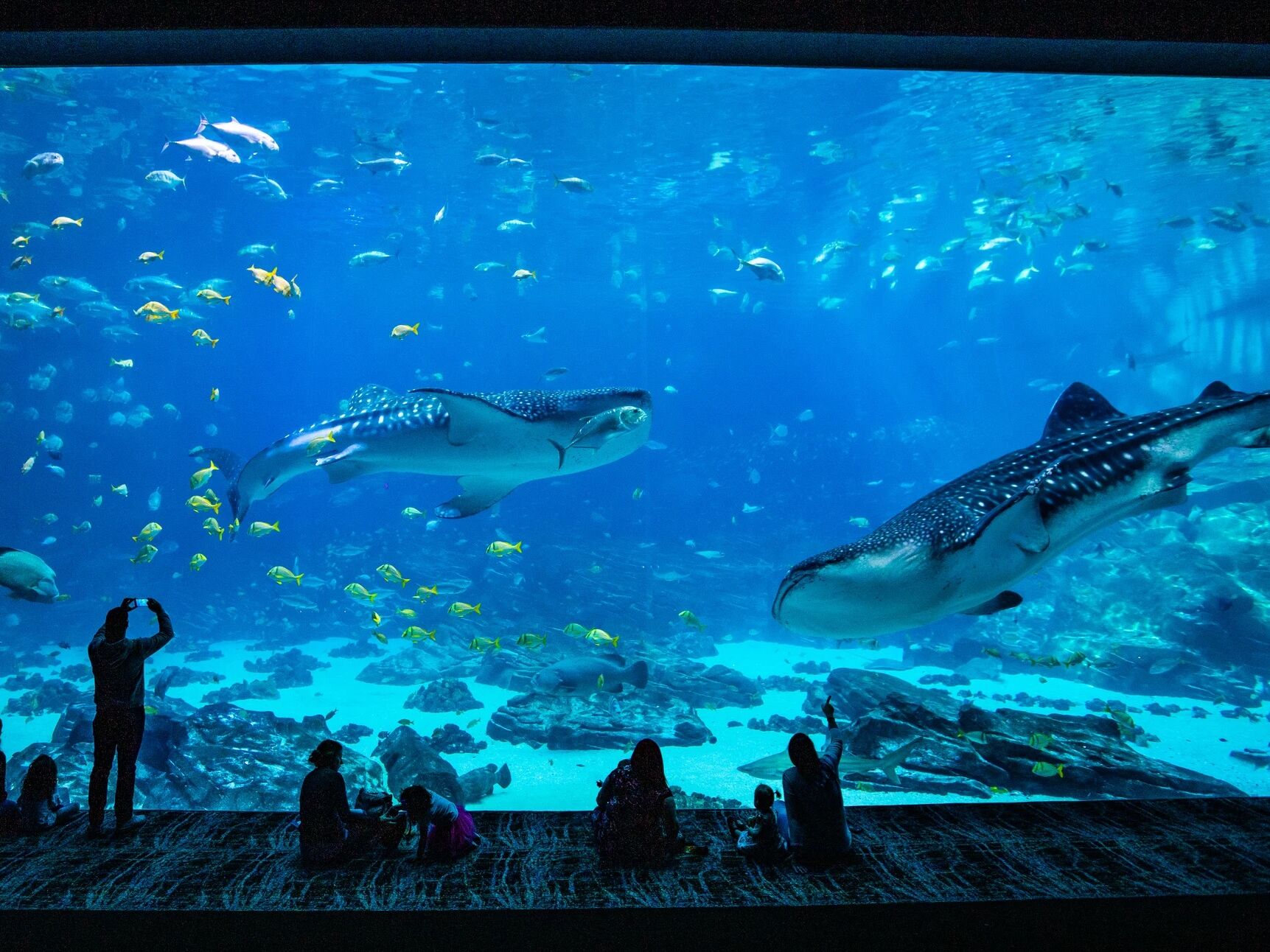 Picture of Georgia Aquarium