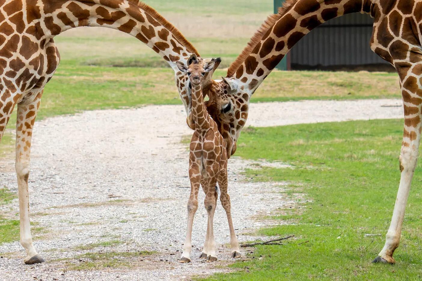 Picture of Fossil Rim Wildlife Center